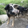 Black Alpin pig: boar Bobby, photo Hape Grunenfelder